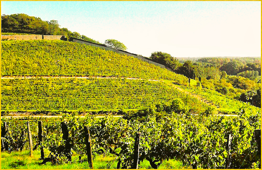 Vignoble - 