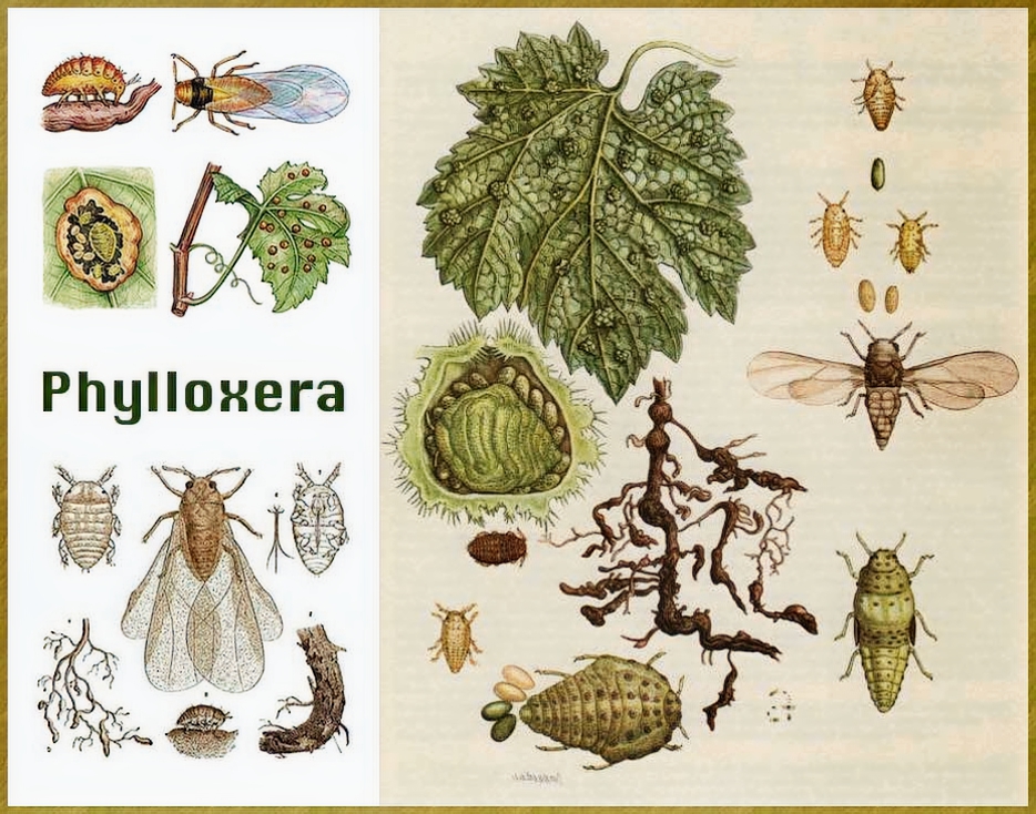 Phylloxéra - Histoire de Savennieres Phylloxéra -